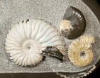 Killer Russian Ammonite (Deshayesites) Association #15588-2